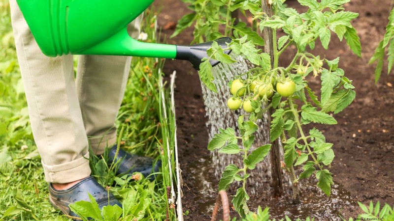 Protect Your Tomatoes: Extend the Growing Season with 7 Proven Methods