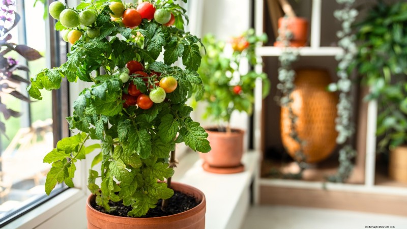 Protect Your Tomatoes: Extend the Growing Season with 7 Proven Methods