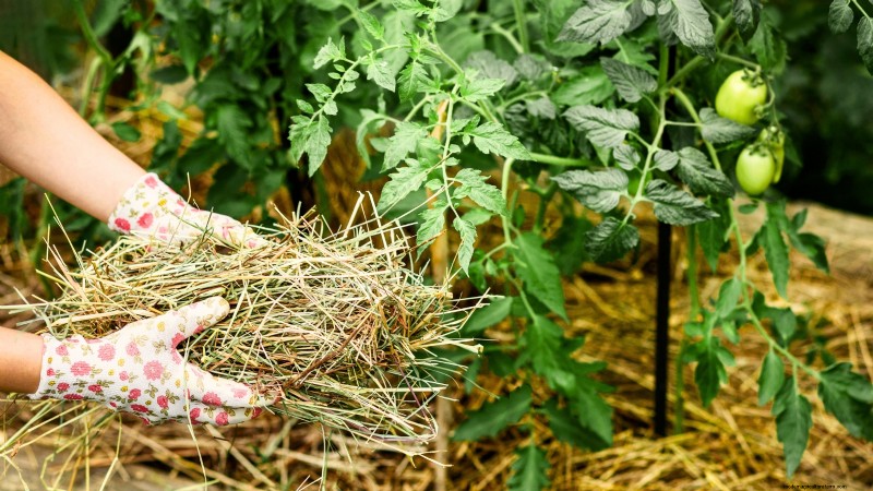 Protect Your Tomatoes: Extend the Growing Season with 7 Proven Methods