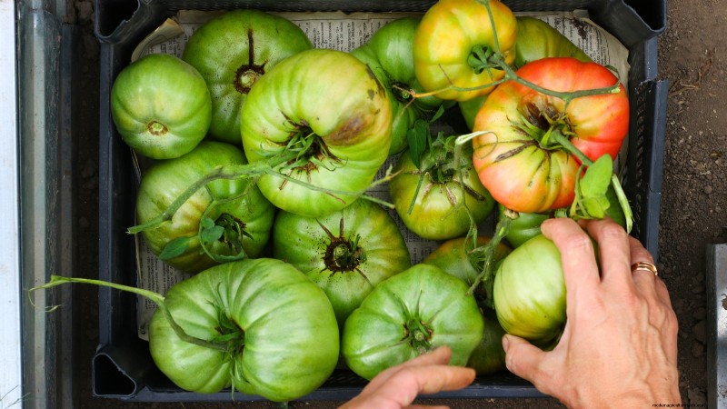Protect Your Tomatoes: Extend the Growing Season with 7 Proven Methods