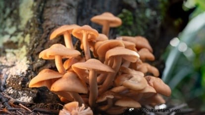 Grow Portobello Mushrooms at Home: A Comprehensive Guide