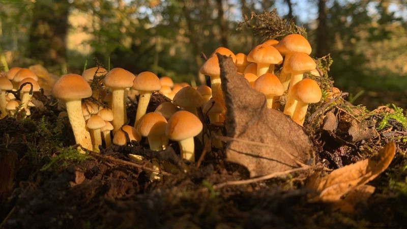 Grow Portobello Mushrooms at Home: A Comprehensive Guide
