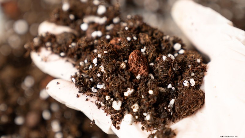 Grow Portobello Mushrooms at Home: A Comprehensive Guide