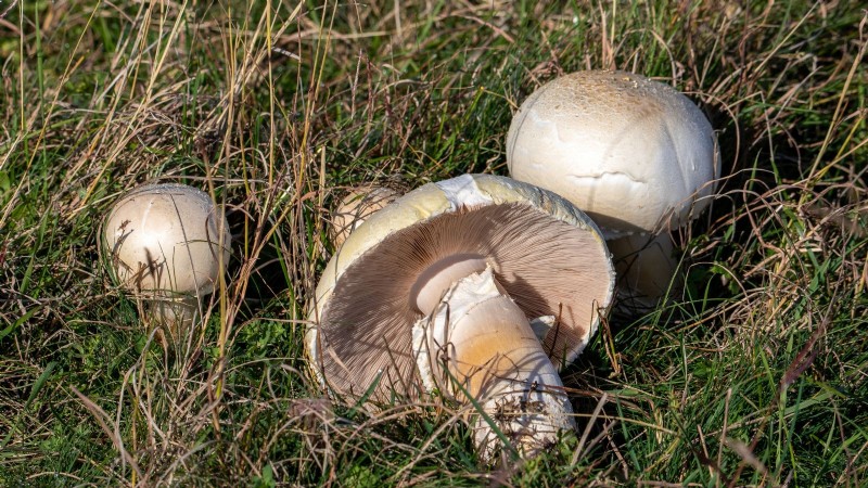 Grow Portobello Mushrooms at Home: A Comprehensive Guide
