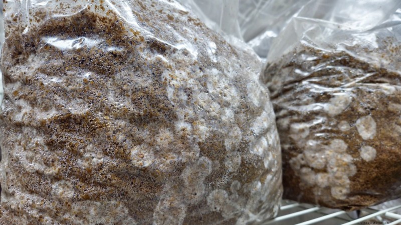 Grow Portobello Mushrooms at Home: A Comprehensive Guide