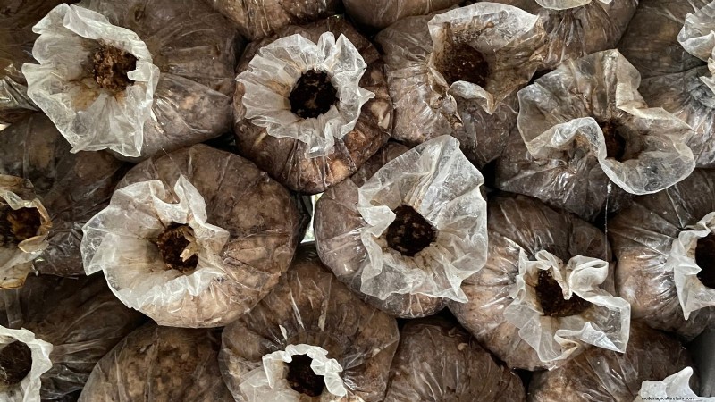 Grow Portobello Mushrooms at Home: A Comprehensive Guide