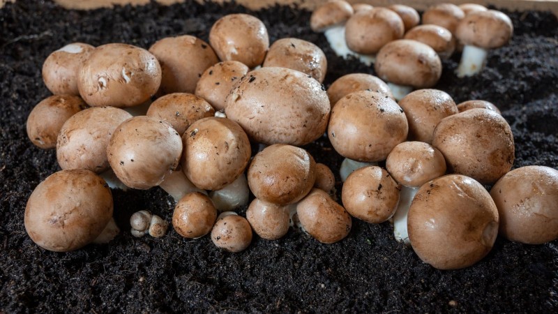 Grow Portobello Mushrooms at Home: A Comprehensive Guide