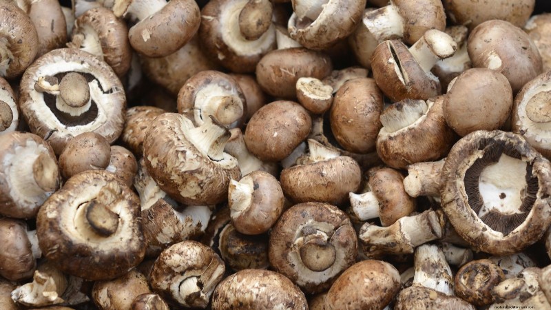 Grow Portobello Mushrooms at Home: A Comprehensive Guide