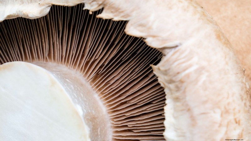 Grow Portobello Mushrooms at Home: A Comprehensive Guide