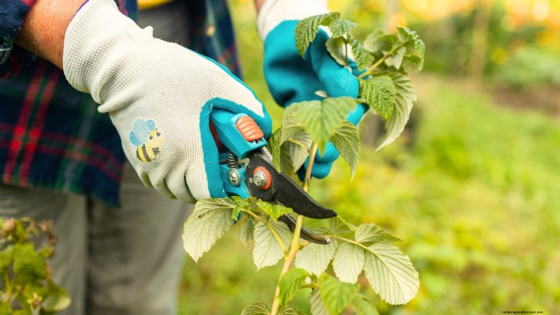 Fall-Fruiting Raspberries: Pruning & Growing Guide for Two Harvests