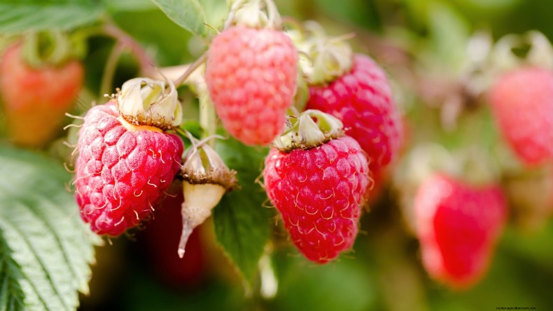 Fall-Fruiting Raspberries: Pruning & Growing Guide for Two Harvests