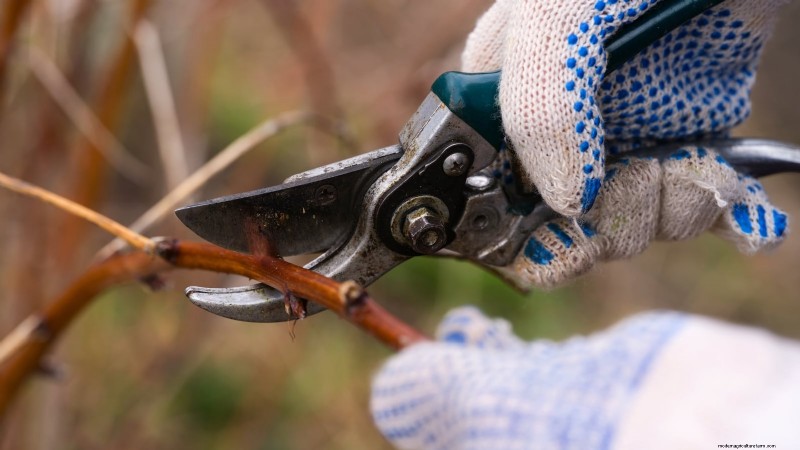Fall-Fruiting Raspberries: Pruning & Growing Guide for Two Harvests