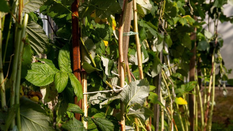 Fall-Fruiting Raspberries: Pruning & Growing Guide for Two Harvests