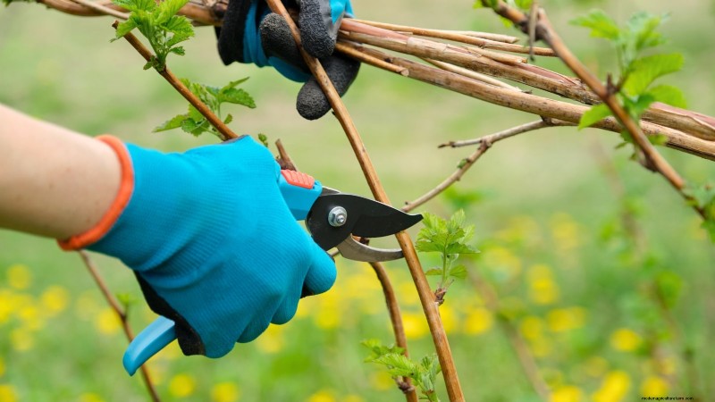 Fall-Fruiting Raspberries: Pruning & Growing Guide for Two Harvests