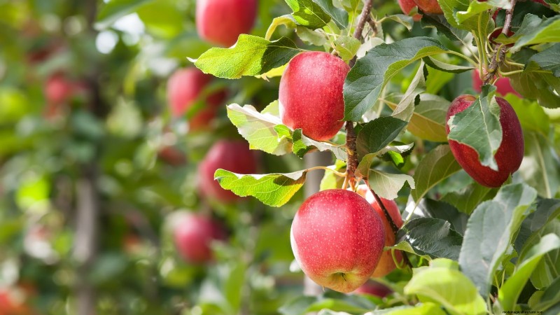 Fall-Fruiting Plants for Beautiful & Productive Edible Landscaping