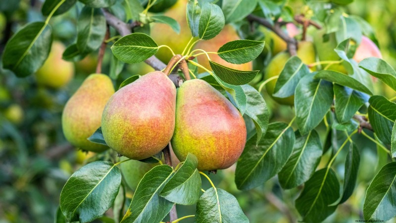 Fall-Fruiting Plants for Beautiful & Productive Edible Landscaping