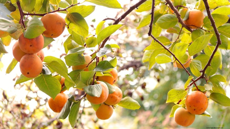 Fall-Fruiting Plants for Beautiful & Productive Edible Landscaping