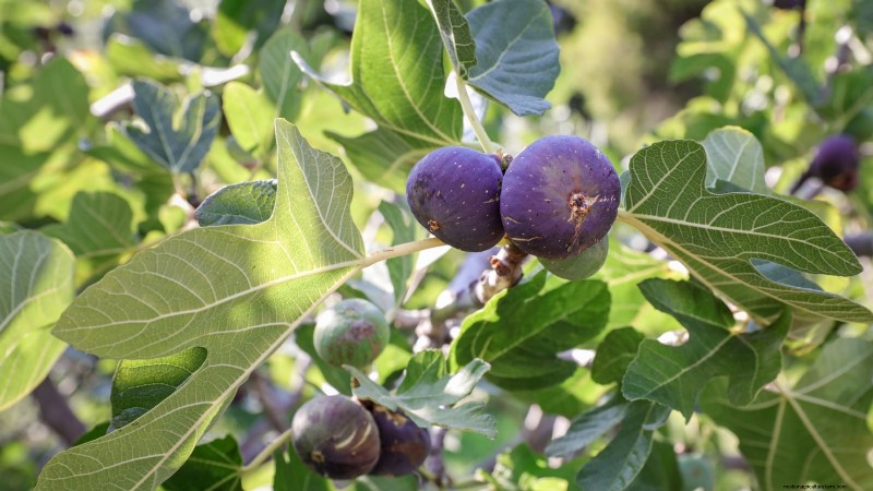 Fall-Fruiting Plants for Beautiful & Productive Edible Landscaping