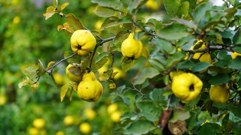 Fall-Fruiting Plants for Beautiful & Productive Edible Landscaping
