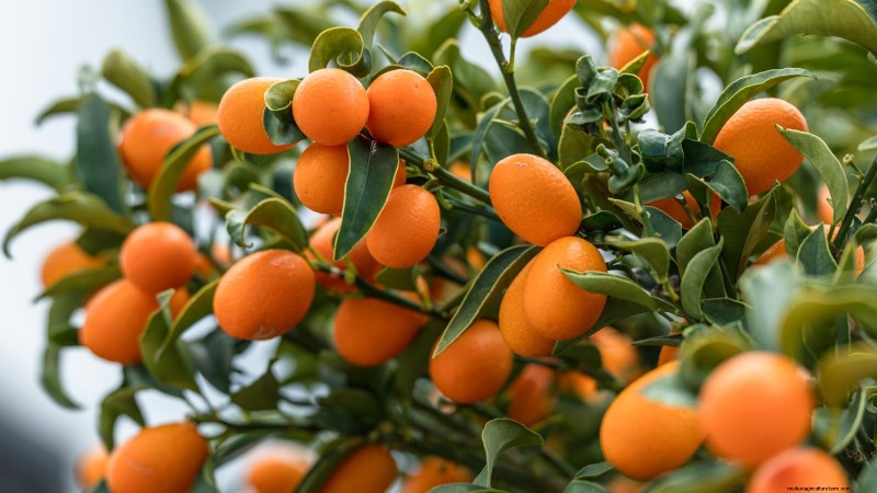 Fall-Fruiting Plants for Beautiful & Productive Edible Landscaping