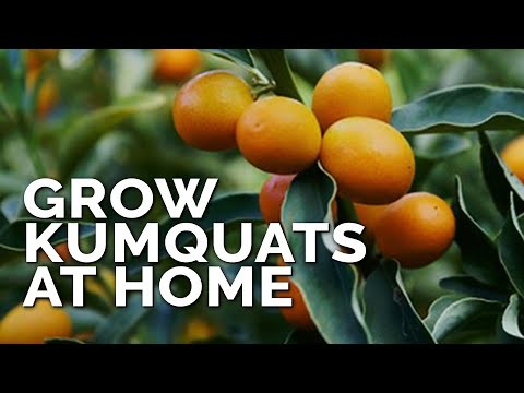 Fall-Fruiting Plants for Beautiful & Productive Edible Landscaping