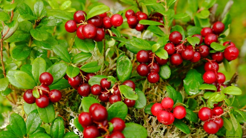 Fall-Fruiting Plants for Beautiful & Productive Edible Landscaping