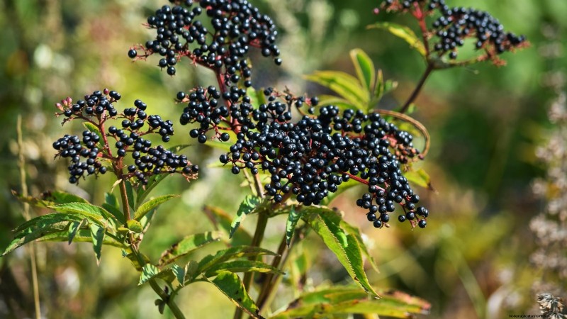 Fall-Fruiting Plants for Beautiful & Productive Edible Landscaping