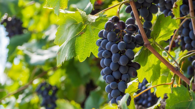 Fall-Fruiting Plants for Beautiful & Productive Edible Landscaping