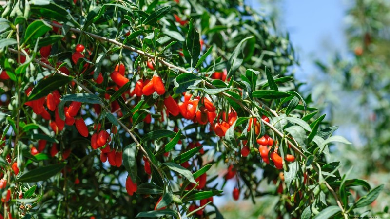 Fall-Fruiting Plants for Beautiful & Productive Edible Landscaping