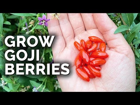 Fall-Fruiting Plants for Beautiful & Productive Edible Landscaping
