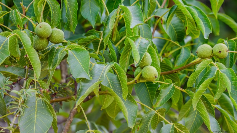 Fall-Fruiting Plants for Beautiful & Productive Edible Landscaping