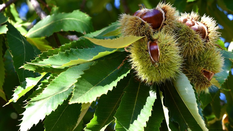 Fall-Fruiting Plants for Beautiful & Productive Edible Landscaping