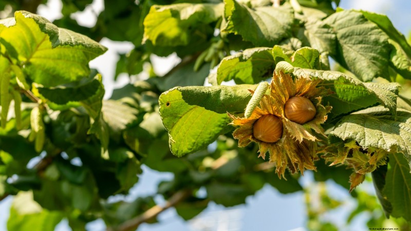 Fall-Fruiting Plants for Beautiful & Productive Edible Landscaping