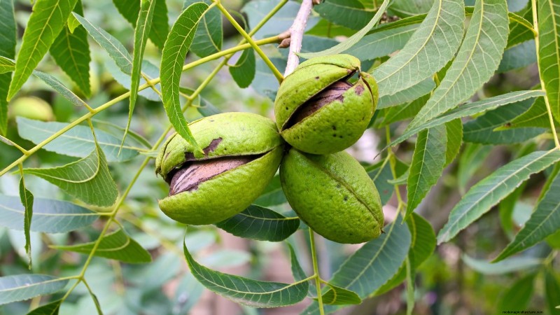 Fall-Fruiting Plants for Beautiful & Productive Edible Landscaping