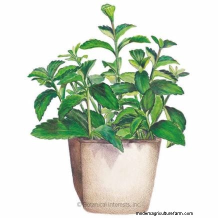Best Indoor Herbs for Year-Round Flavor | Kitchen Herbs