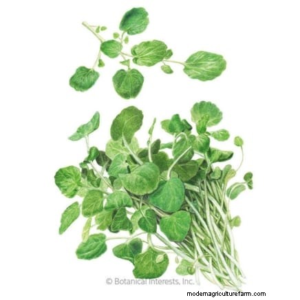 Best Indoor Herbs for Year-Round Flavor | Kitchen Herbs