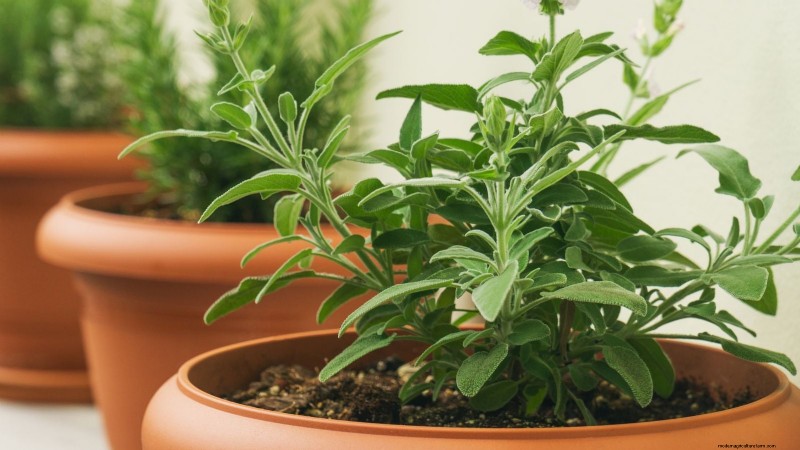 Best Indoor Herbs for Year-Round Flavor | Kitchen Herbs