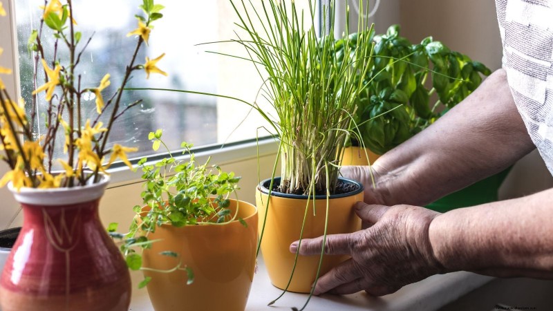Best Indoor Herbs for Year-Round Flavor | Kitchen Herbs
