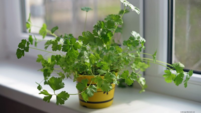 Best Indoor Herbs for Year-Round Flavor | Kitchen Herbs