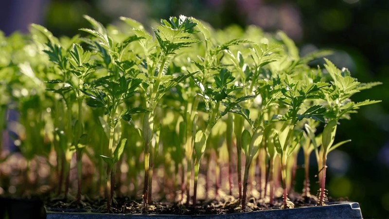 Best Indoor Herbs for Year-Round Flavor | Kitchen Herbs