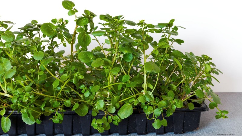 Best Indoor Herbs for Year-Round Flavor | Kitchen Herbs
