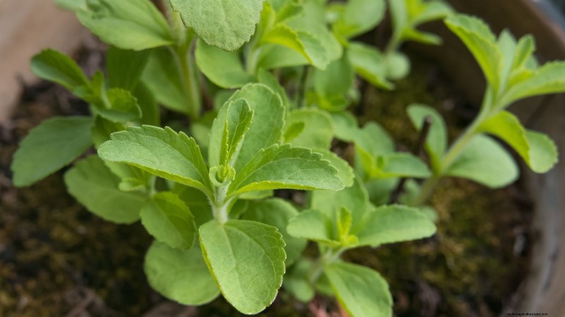 Best Indoor Herbs for Year-Round Flavor | Kitchen Herbs
