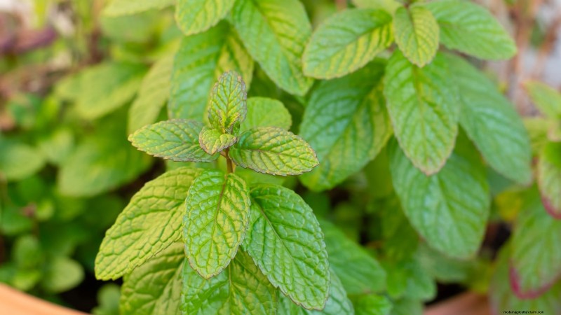 Best Indoor Herbs for Year-Round Flavor | Kitchen Herbs