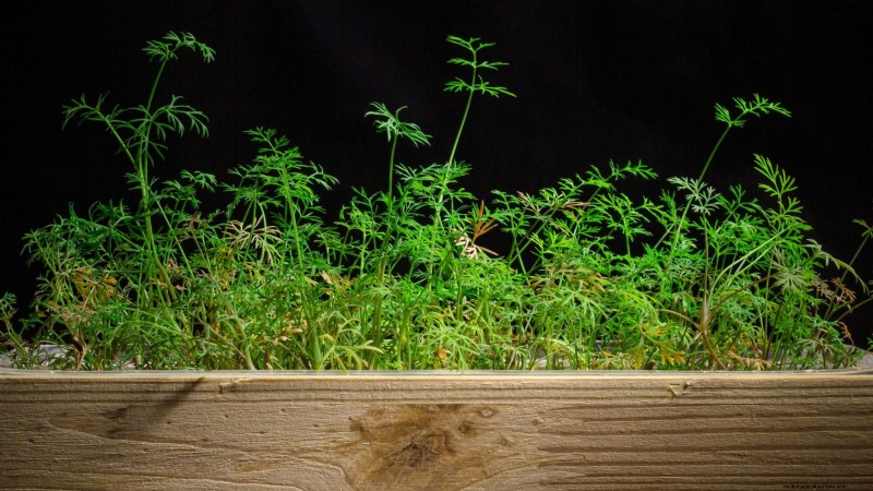 Best Indoor Herbs for Year-Round Flavor | Kitchen Herbs