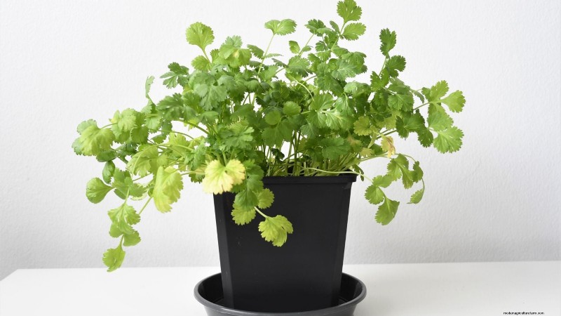Best Indoor Herbs for Year-Round Flavor | Kitchen Herbs