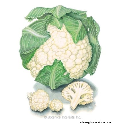 Challenging Vegetables for the Home Gardener: A Realistic Guide