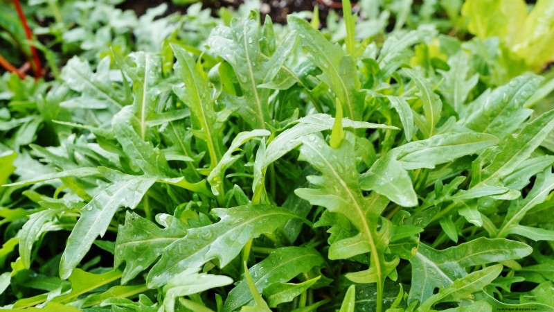 Challenging Vegetables for the Home Gardener: A Realistic Guide