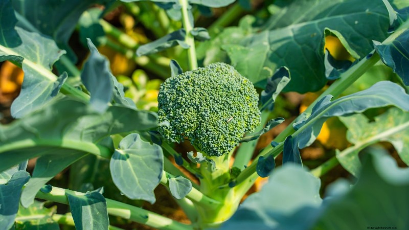 Challenging Vegetables for the Home Gardener: A Realistic Guide