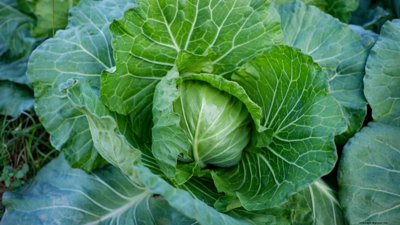 Challenging Vegetables for the Home Gardener: A Realistic Guide