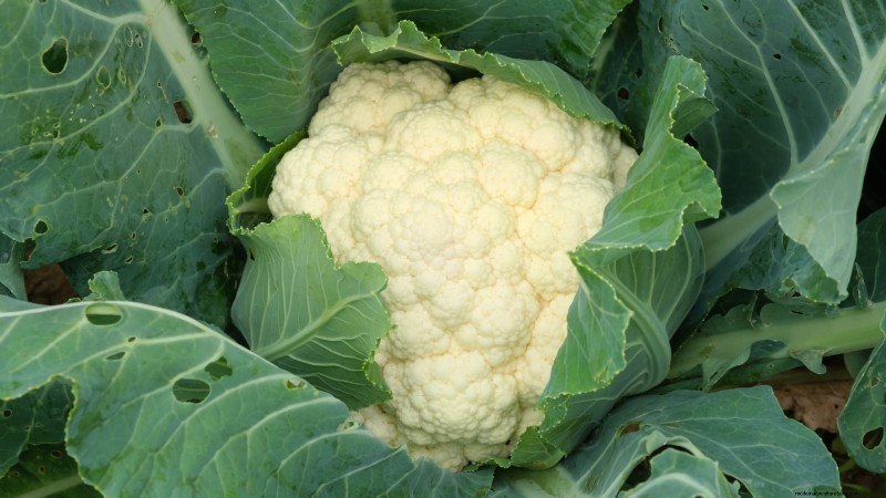 Challenging Vegetables for the Home Gardener: A Realistic Guide